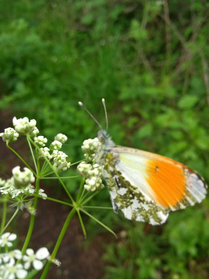 Wohlfuehlen In Ostseenaehe Villa Ratekau Esterno foto